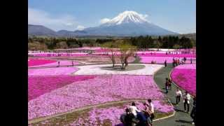 013 富士五湖周辺の観光スポット「富士芝桜まつり」 quotFUJILAKE MOTOSUSHIBAZAKURA FESTIVAL quot Japanese spring MayJune [upl. by Attenaz9]