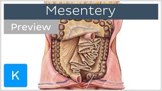 Mesentery organ and functions preview  Human Anatomy  Kenhub [upl. by Nolyd]