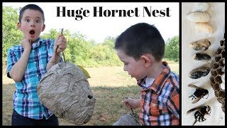 Inside A Huge Bald Faced Hornet amp Yellowjacket Nest Mousetrap Monday [upl. by Llezniuq]