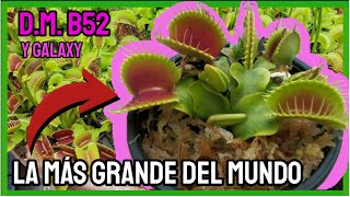 ✅Plantando las🌱 plantas 🥩carnívoras🥩 más grandes y bonitas del mundo📏B52✨galaxy plantascarnivoras [upl. by Myra]