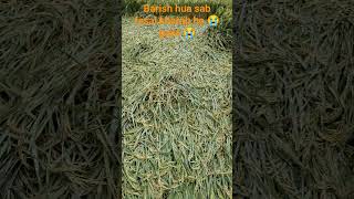 barish hua Sab fasl kharab ho gaya [upl. by Juetta]