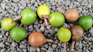 Pouteria arguacoensium  tasting a rare Lucuma  Eggfruit species [upl. by Healion241]