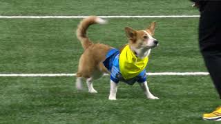 Detroit Lions Halftime Show Corgi Race [upl. by Welker]