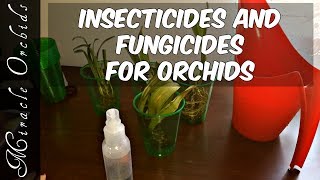 Which insecticides and fungicides should we use for our orchids Pest and disease control treatment [upl. by Enilarak]