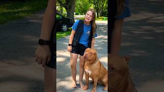 Giant Pitbull dogbreed puppy shortsvideos [upl. by Yelrehs]