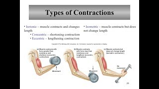 Muscular System Contraction of Motor Units [upl. by Akemahs]