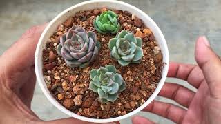 HOW TO TAKE CARE OF SUCCULENT PUPS  SUCCULENT CARE TIPS [upl. by Nywnorb]