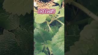 EL ORÉGANO plantas natural tips medicinal naturaleza gastro oregano [upl. by Jacinda]