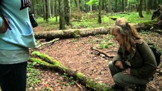 BialowiezaLa Foresta  VIDEO [upl. by Assina]