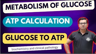 ATP produce from 1 molecule of Glucose Glycolysis Krebs cycle [upl. by Annahsed]