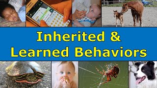 Inherited and Learned Behaviors [upl. by Huppert]