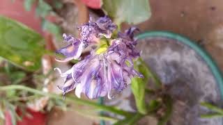 Jalkumbhi Water Hyacinth plant [upl. by Otrebliw]