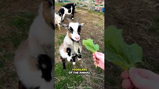 Pygmy Goat  Your Next Therapy Animal 🤩 [upl. by Epoillac862]