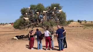 Goats in a Tree in Morocco [upl. by Marilyn]