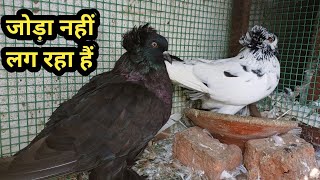 Kabutar Ka Joda Nahi Lag Raha HaiKabutar Ka Joda Kaise Lagaye [upl. by Dolores]