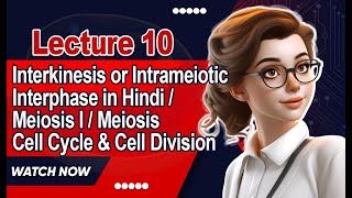 Interkinesis or Intrameiotic Interphase in Hindi  Meiosis I  Meiosis II Cell Cycle amp Cell Division [upl. by Madra]