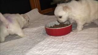 Storybook Maltese Puppies 1 Month Old [upl. by Gipps752]