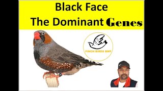 Black Face Zebra Finch Birds the Dominant Gens  Birds Breeding  Birds Sound  Finches [upl. by Esch168]