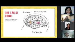 Los 4 lóbulos del Cerebro Lóbulo frontal parietal temporal y occipital [upl. by Adniles226]