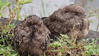 Savanna Nightjar juveniles [upl. by Arliene]