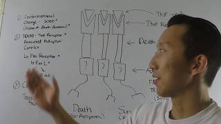 Tumor necrosis factor receptor signaling Biochemistry [upl. by Allez]