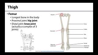 Lower Limb  Bones amp Joints [upl. by Sybley921]