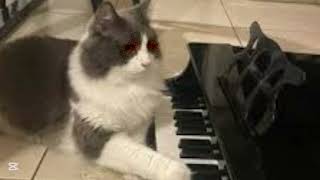 Little bloodthirsty piano playing cat theme [upl. by Cohl67]