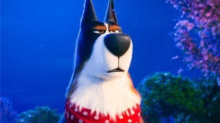 Comme Des Bêtes 2  Bandeannonce quotPomponquot VF Au cinéma le 31 juillet 2019 [upl. by Devy]