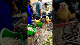 Beautiful ❤️ Parrot conure conures conureparrot conurelove shorts youtubeshorts [upl. by Lustick974]