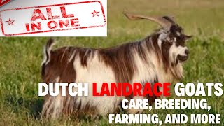 Mastering Dutch Landrace Goats Care Breeding Farming and More [upl. by Ardeth]