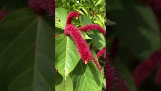 Acalypha hispidaTai tượng đuôi chồn [upl. by Roxi]