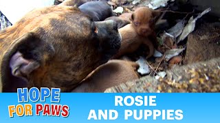 Rescuing a family of dogs with help from iPhone and You Tube Please share dog [upl. by Supat461]