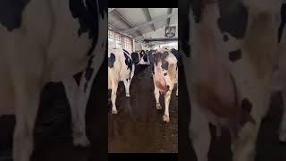 How is work Cows Farm farming cow [upl. by Glennis]