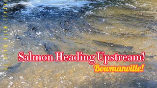 Salmon Heading Upstream nature salmonrun fishing live asmar [upl. by Samanthia]