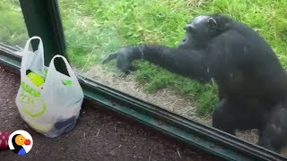 SMART Chimp Asks Zoo Visitors For Drink  The Dodo [upl. by Dorrahs]