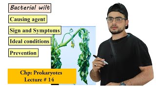 Bacterial Wilt Disease of plants [upl. by Aldo]