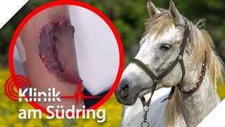 Böses Pferd Wieso hat Silberstreif sie gebissen  FreddyFreitag  Klinik am Südring  SAT1 TV [upl. by Savior]