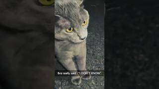 You want to compete with a cats voicecatcatloverfunnyvideoyoutube [upl. by Hett]