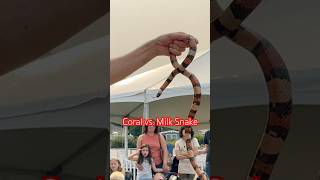 Coral vs Milk Snake Simple Tips to Spot the Difference and Stay Safe shorts snakes [upl. by Caspar]