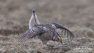 Montana SharpTailed Grouse on the Lek [upl. by Eirellav]