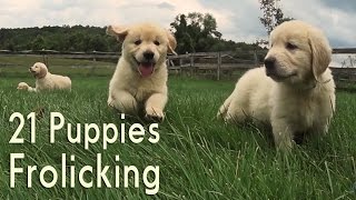 21 Adorable Golden Retrievers Puppies Play in a Field [upl. by Akinehc]