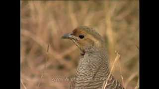 Grey Francolin or safed teetar calling Francolinus pondicerianus [upl. by Atsirk]