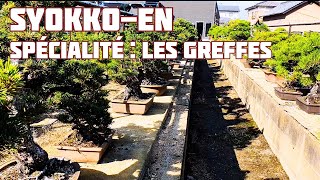 SYOKKOEN MAÎTRE KITADANI 北谷植古園 🌱 NEJIKAN BONSAI 🌱 [upl. by Niddala17]