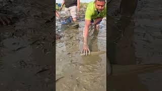 Amazing Big Fish Catch By Hand From Muddy Water Fish fishinglife bigfish village Fishing [upl. by Wadsworth175]