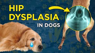 Hip Dysplasia in Dogs  VetVid Dog Care Video [upl. by Annahsad]