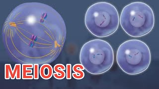 MEIOSIS  3D  Cell Division  Cell Cycle [upl. by Ah]