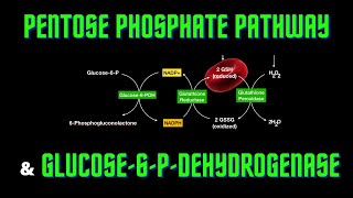 USMLE Step 1  Lesson 59  Pentose Phosphate pathway and glucose6Pdehydrogenase deficiency [upl. by Euqirat]