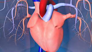 Human heart lungs arteries and veins [upl. by Amarette559]