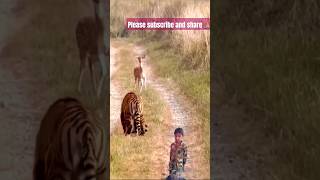 tiger amp deer animals shortsviral yt [upl. by Nikolas]