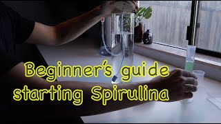 Stepbystep guide to starting your Spirulina culture [upl. by Rebecca]